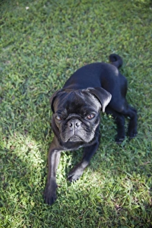 Images Dated 28th August 2011: Black pug sitting on the grass
