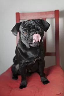 Images Dated 28th June 2012: Black pug sitting on a red kitchen chair, licking its snout