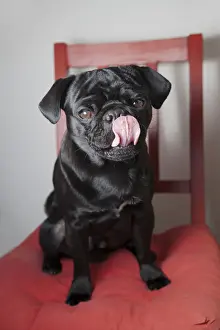 Lap Dog Prints: Black pug sitting on a red kitchen chair, licking its snout