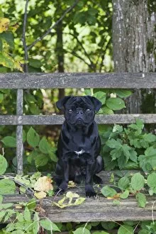 Images Dated 13th October 2012: Black Pug sitting on a weathered wooden bench