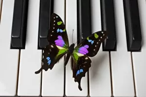 Images Dated 27th October 2011: Black and purple butterfly