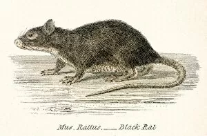Images Dated 3rd April 2017: Black rat engraving 1803