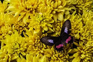 Images Dated 2nd November 2016: Black And Red Butterfly