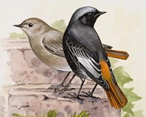 Images Dated 3rd July 2007: Black redstart (Phoenicurus ochruros), male and female, standing side by side