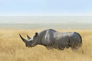 Black Rhino -Diceros bicornis- at the edge of the Etosha Pan, Etosha National Park, Namibia