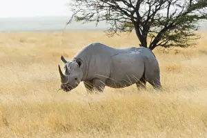 Black Rhino -Diceros bicornis- grazing at the edge of the Etosha Pan, Etosha National Park, Namibia