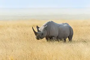 Endangered Animal Prints: Black Rhino -Diceros bicornis- grazing at the edge of the Etosha Pan