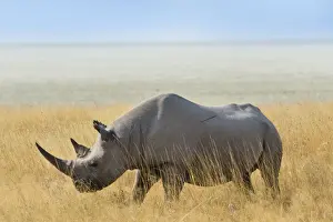 Endangered Animal Prints: Black Rhino -Diceros bicornis- grazing at the edge of the Etosha Pan