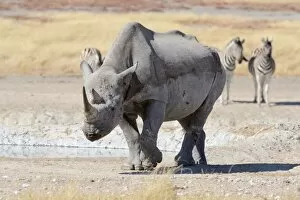 Images Dated 3rd June 2014: Black Rhinoceros -Diceros bicornis-, male walking, and Burchells Zebras -Equus burchelli