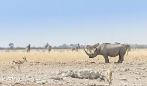 Images Dated 20th August 2012: Black Rhinoceros -Diceros bicornis-, Etosha National Park, Namibia