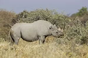 Images Dated 24th May 2012: Black rhinoceros -Diceros bicornis-, Etosha National Park, Namibia, Africa