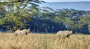 Odd Toed Ungulate Gallery: Black rhinoceros -Diceros bicornis-, Lake Nakuru National Park, Kenya, East Africa, Africa