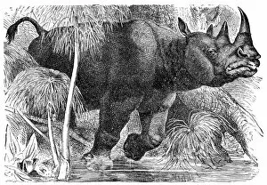 Images Dated 14th October 2016: Black rhinoceros (Diceros bicornis)