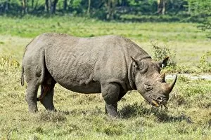 Images Dated 21st July 2014: Black Rhinoceros -Diceros bicornis-, Kenya