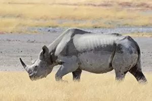 Images Dated 3rd June 2014: Black Rhinoceros -Diceros bicornis-, male, walking in dry grass, Etosha National Park, Namibia