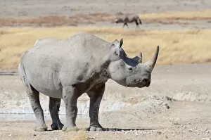 Images Dated 3rd June 2014: Black Rhinoceros -Diceros bicornis-, male, Etosha National Park, Namibia
