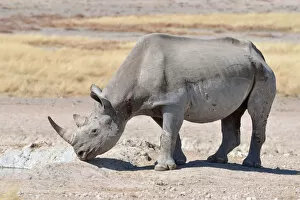 Images Dated 3rd June 2014: Black Rhinoceros -Diceros bicornis-, male, Etosha National Park, Namibia