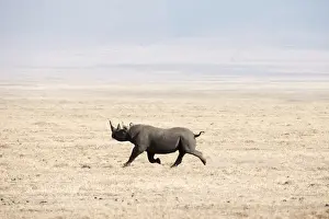 Ngorongoro Crater Conservation Area Prints: Black Rhinoceros (Diceros bicornis) running across dry, dusty savannah, Ngorongoro Crater