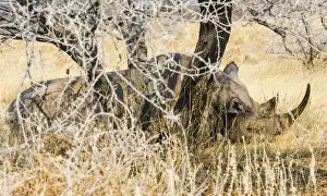 Bushes Prints: Black Rhinoceros -Diceros bicornis- sleeping camouflaged in the bushes