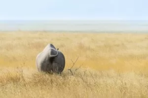 Black Rhinoceros -Diceros bicornis- walking through dry grass at the edge of the Etosha Pan, Etosha National Park