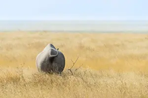 Endangered Animal Prints: Black Rhinoceros -Diceros bicornis- walking through dry grass at the edge of the Etosha Pan