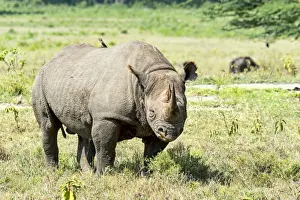Endangered Animal Prints: Black Rhinoceros or Hook-lipped Rhinoceros -Diceros bicornis-, Kenya