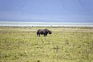 Bucket List Prints: Black Rhinoceros, Tanzania