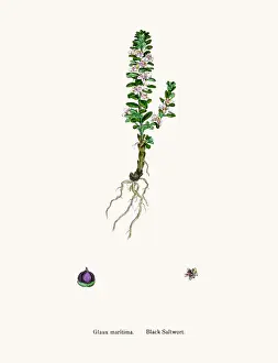 Black Saltwort