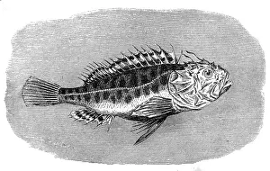 Black scorpionfish (Scorpaena porcus)