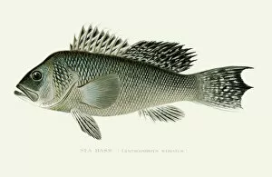 Images Dated 16th July 2016: Black sea bass illustration 1896