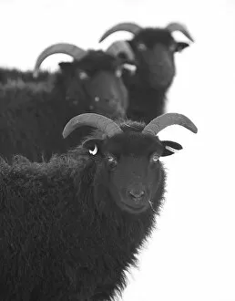 Weather Gallery: Three Black Sheep in Snow