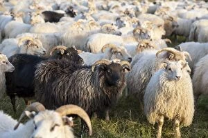 Bovid Gallery: Black sheep among white sheep, flock of sheep near Kirkjubaejarklaustur, southern Iceland