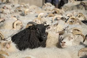Images Dated 10th September 2011: Black sheep among white sheep, flock of sheep near Kirkjubaejarklaustur, southern Iceland