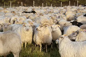 Ovis Prints: Black sheep among white sheep, flock of sheep near Kirkjubaejarklaustur