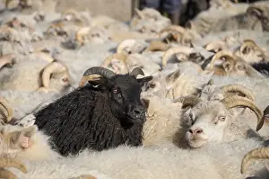Ovis Prints: Black sheep among white sheep, flock of sheep near Kirkjubaejarklaustur