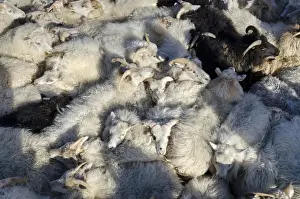 Ovis Prints: Black sheep among white sheep, flock of sheep near Kirkjubaejarklaustur