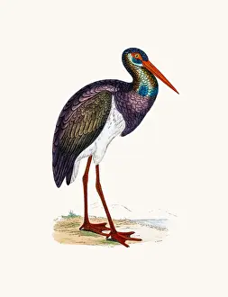 Stork Prints: Black Stork bird