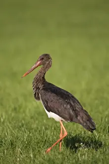Ciconiidae Prints: Black Stork -Ciconia nigra-, adult bird walking on a meadow, Allgau, Bavaria, Germany