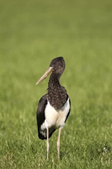 Images Dated 31st July 2014: Black Stork -Ciconia nigra-, juvenile bird on a meadow, Allgau, Bavaria, Germany