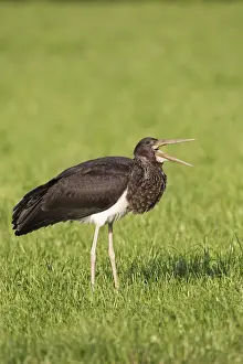 Swallowing Prints: Black Stork -Ciconia nigra-, juvenile bird swallowing an earthworm