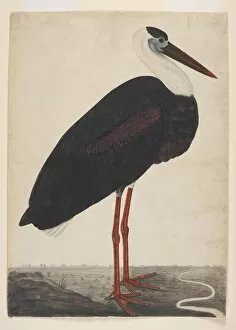 National Collection of Art, Washington Collection: Black Stork in a Landscape ca. 1780