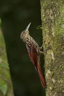 Images Dated 31st October 2015: Black-striped Woodcreeper
