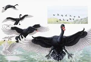 Splashing Prints: Black Swan (Cygnus atratus), stages of bird in flight preparing to land