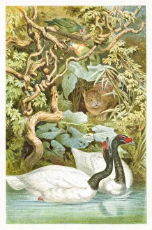 Engravings Gallery: Black swan engraving 1892