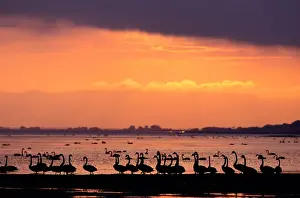 Mid Distance Prints: Black swans (cygnus atratus) on shore at sunset, Victoria, Australia