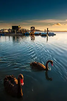 Black swans at lake Rotorua