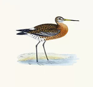The History of British Birds by Morris Collection: Black-tailed godwit bird 19 century illustration