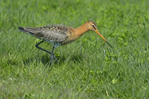 Images Dated 3rd May 2013: Black-tailed Godwit -Limosa limosa-, male in breeding plumage foraging for food