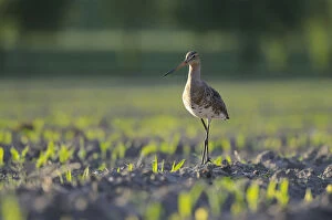 Images Dated 24th May 2014: Black-tailed Godwit -Limosa limosa- in a field, North Rhine-Westphalia, Germany