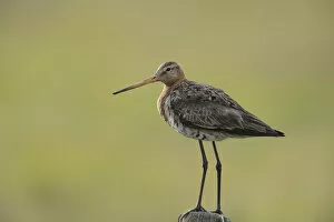 Black-tailed Godwit -Limosa limosa- perched on a post, Texel, The Netherlands, Europe